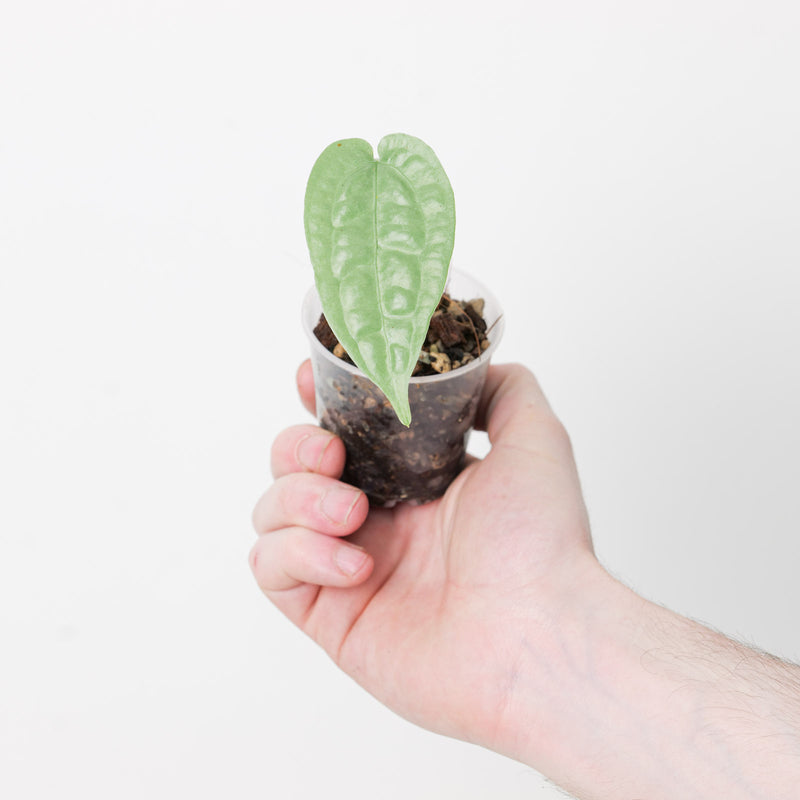 Anthurium sp. Limon Plants GrowTropicals