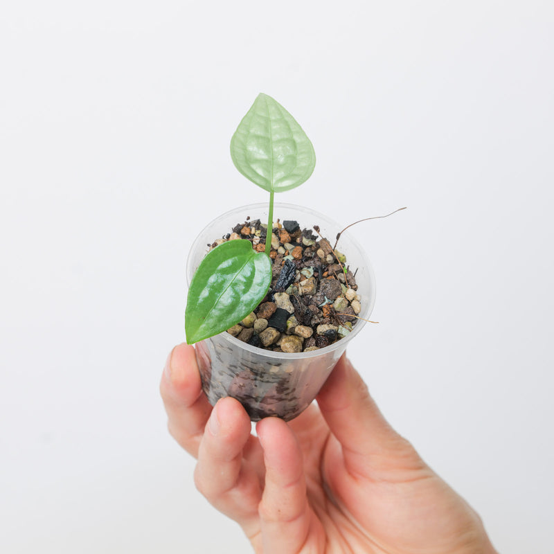 Anthurium sp. Limon — 6cm