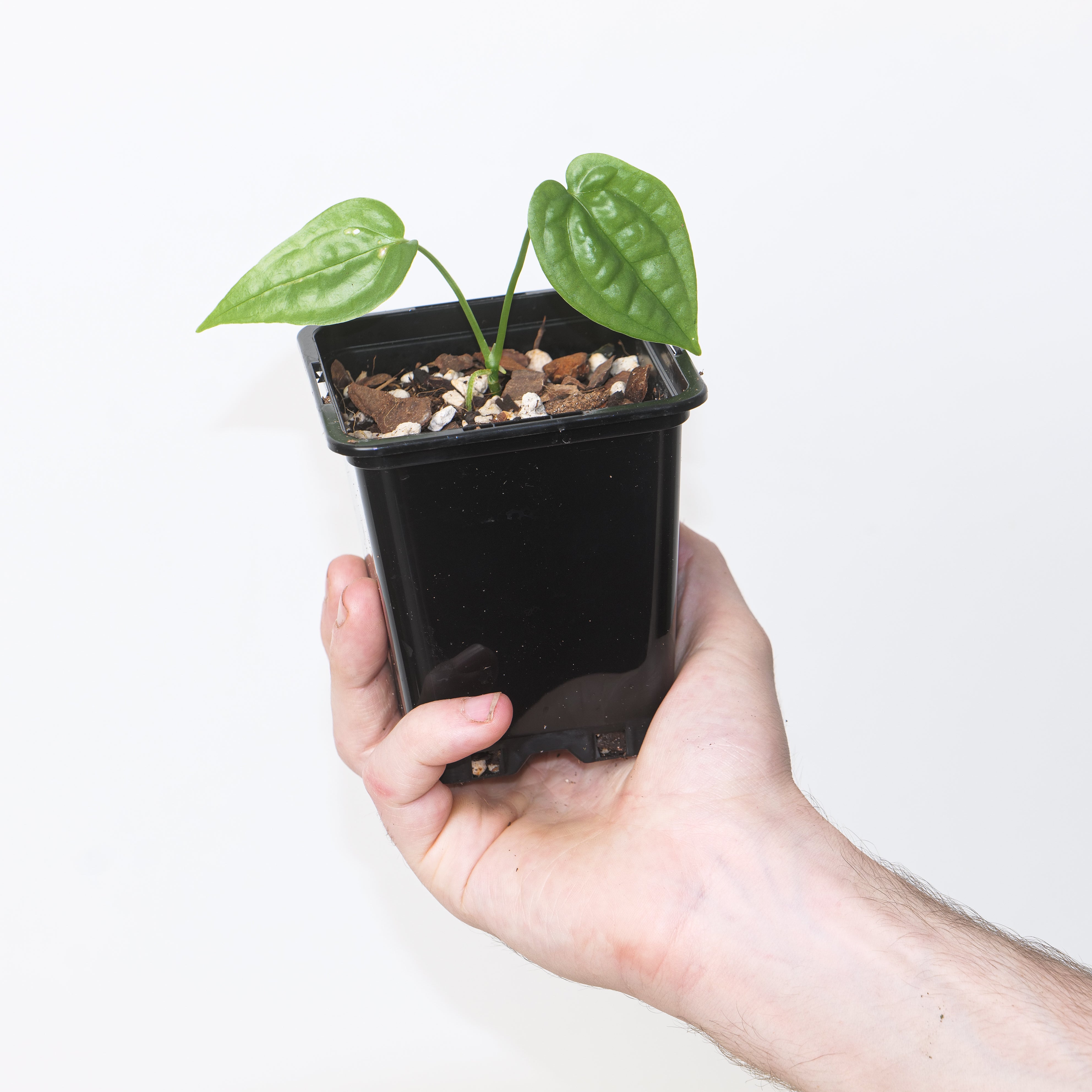 anthurium sp limon mature Anthurium sp. Limon