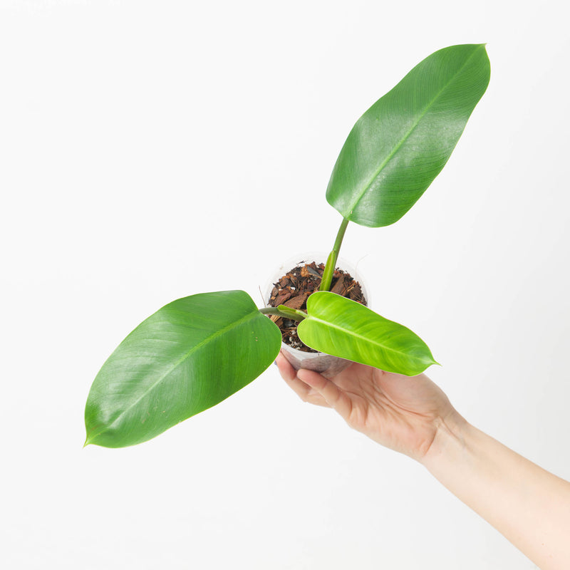 Philodendron 'Lindenii' Plants GrowTropicals