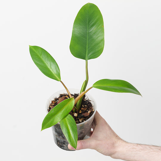 Philodendron 'Lindenii' 12cm Plants GrowTropicals