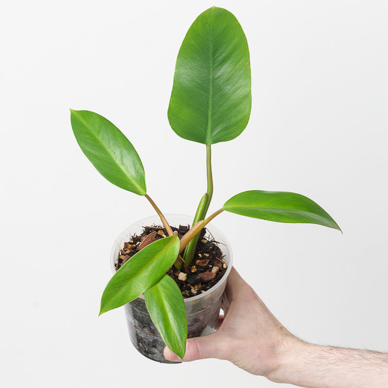 Philodendron 'Lindenii' 12cm Plants GrowTropicals