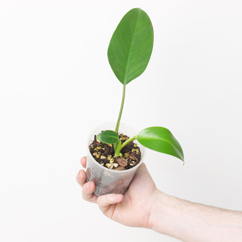 Philodendron 'Lindenii' — 9cm
