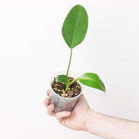 Philodendron 'Lindenii'