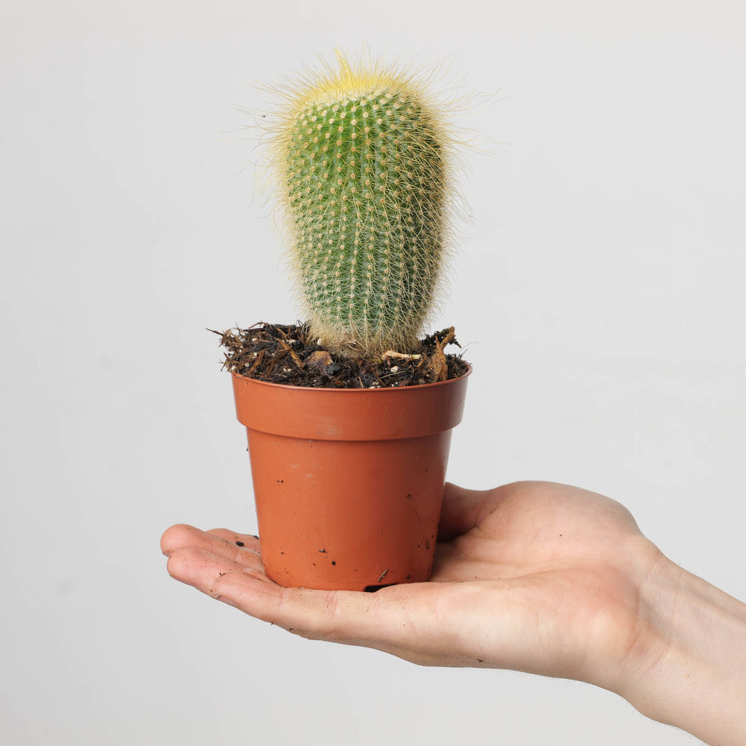 Notocactus leninghausii - GROW TROPICALS