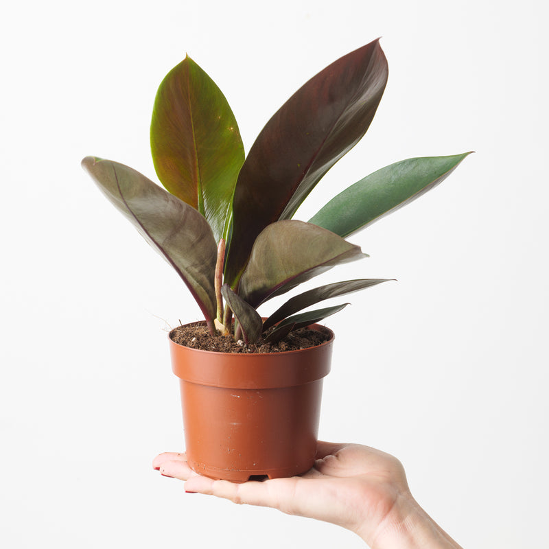 Philodendron linnaei Plants GrowTropicals