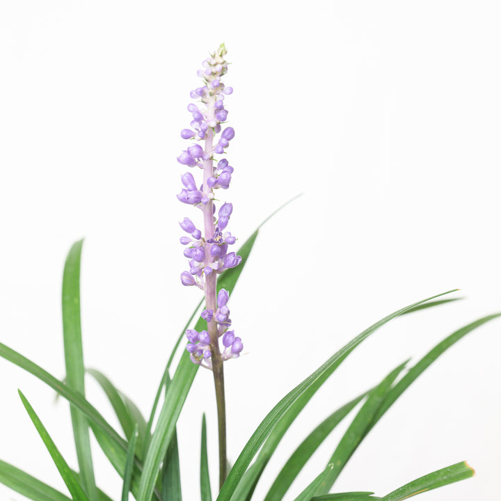Liriope muscari 'Moneymaker' Plants - Outdoor GROW TROPICALS