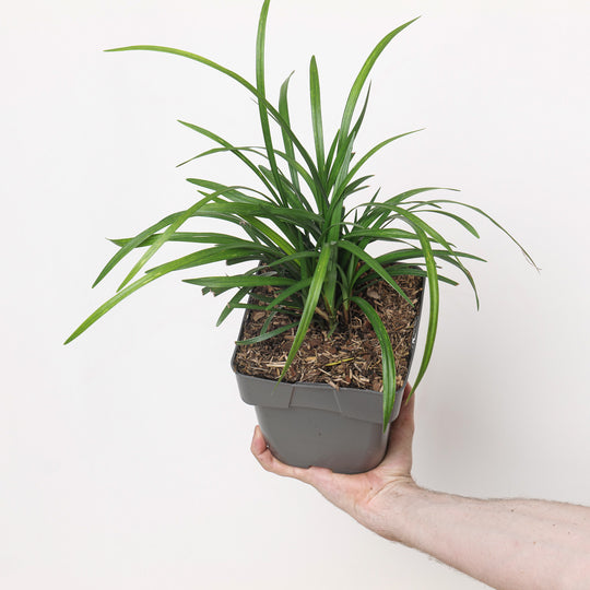 Liriope muscari 'Moneymaker' Plants - Outdoor GROW TROPICALS