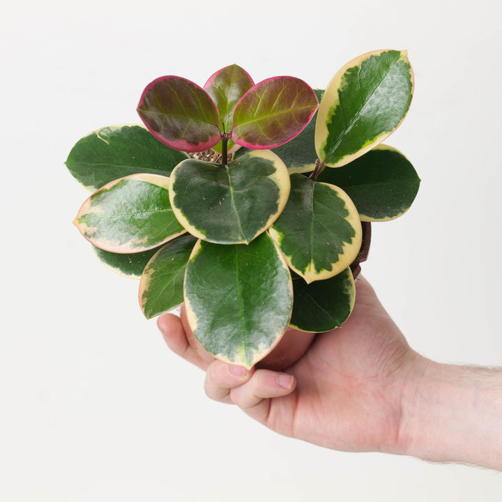 Hoya australis 'Outer Variegated' Blondie - GROW TROPICALS