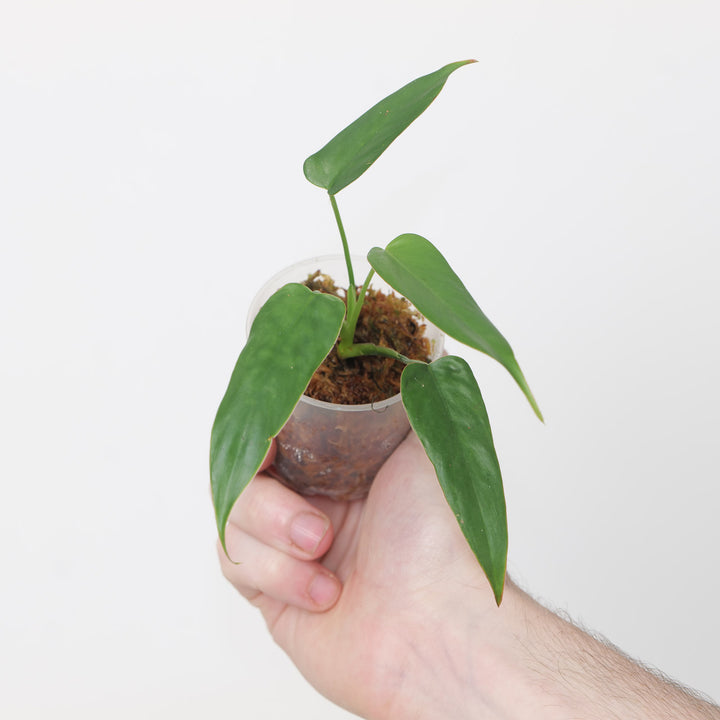 Philodendron sp. 'Lita Red' 6cm Plants GrowTropicals