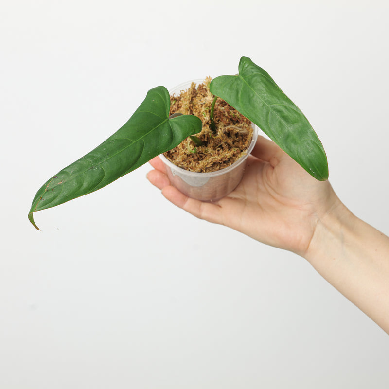 Philodendron sp. 'Lita Red' 9cm Plants GrowTropicals