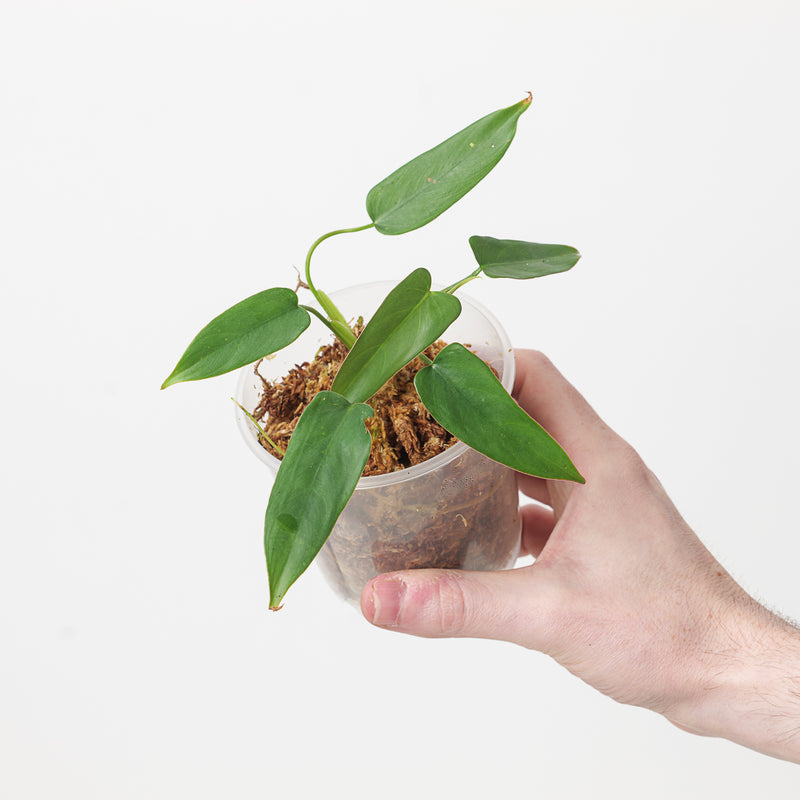Philodendron sp. 'Lita Red' Plants GrowTropicals