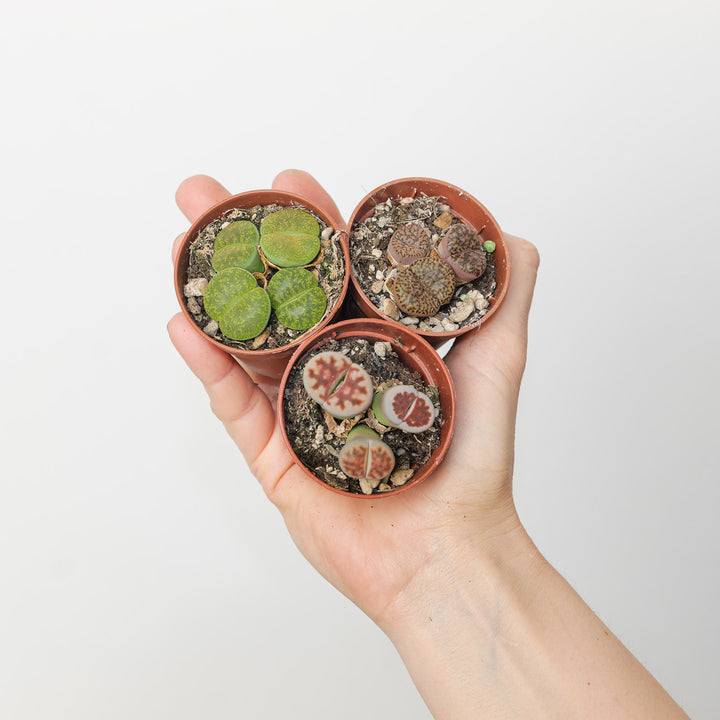 Lithops sp. 6cm (Grower's Choice) Plants GrowTropicals