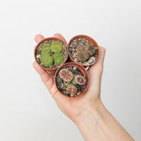 Lithops sp.