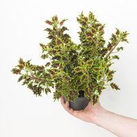 Coleus 'Love Bird'
