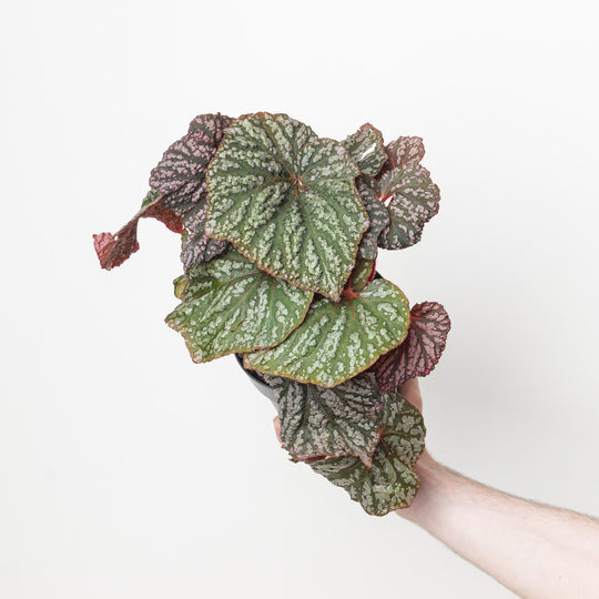 Begonia 'Little Moon' Plants - Outdoor GROW TROPICALS