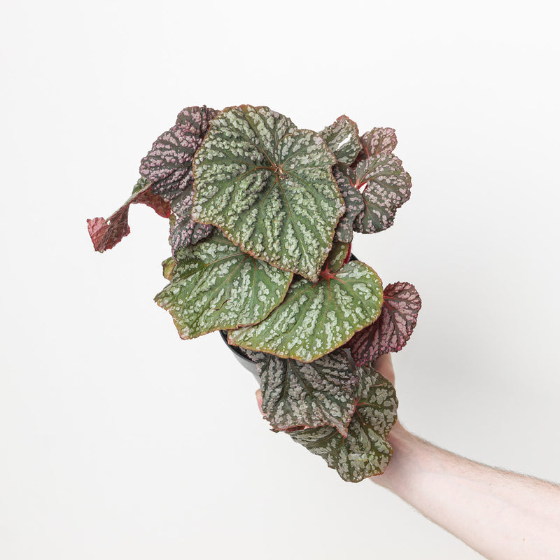 Begonia 'Little Moon' Plants - Outdoor GROW TROPICALS