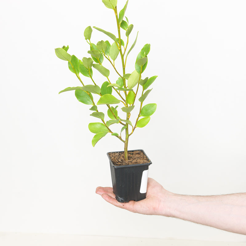 Griselinia littoralis — 9cm / 0.5L