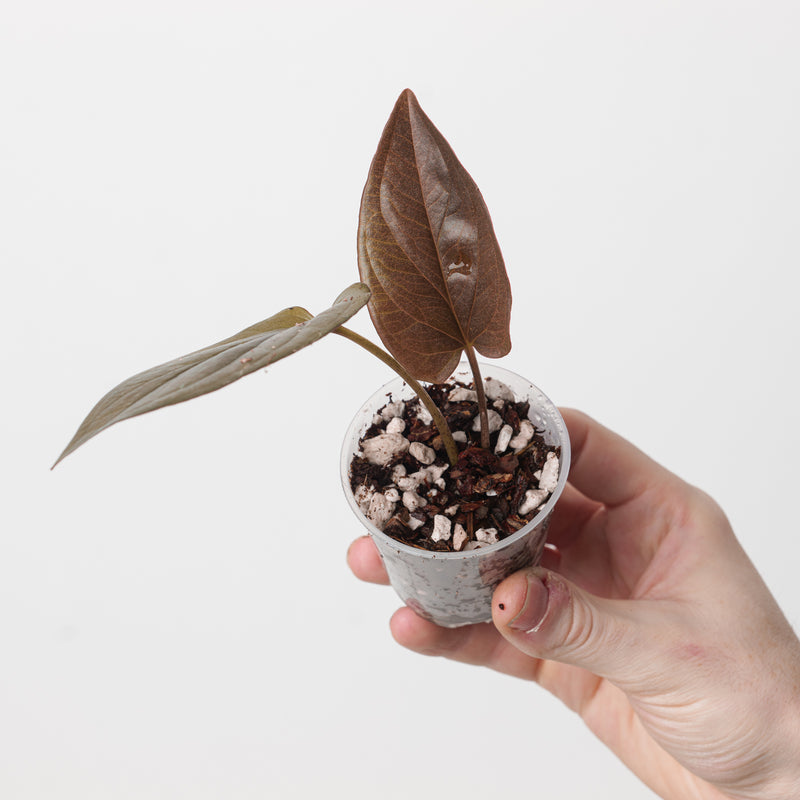Syngonium erythrophyllum 'Llano Carti Rd' Plants GrowTropicals