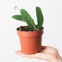 Hoya lobbii 'Red Flower'