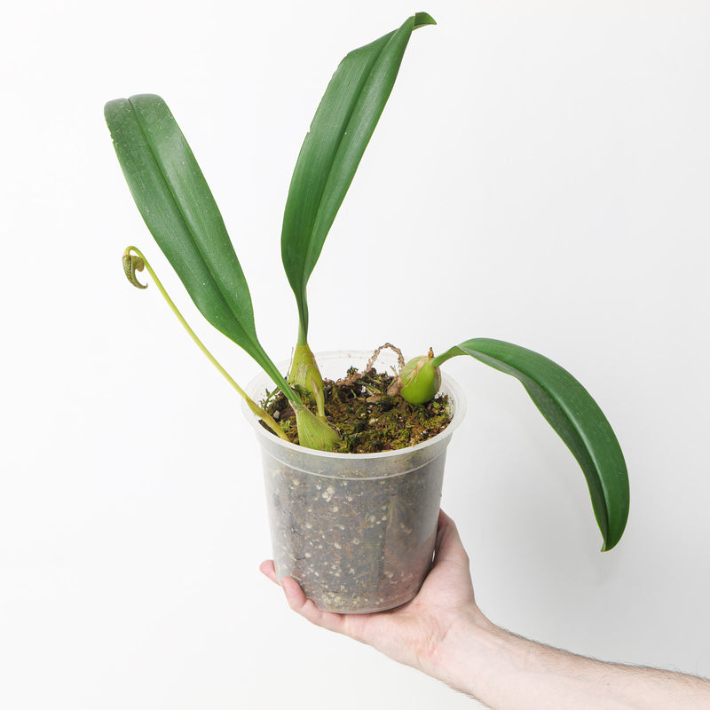Bulbophyllum lobbii 17cm Plants Growtropicals