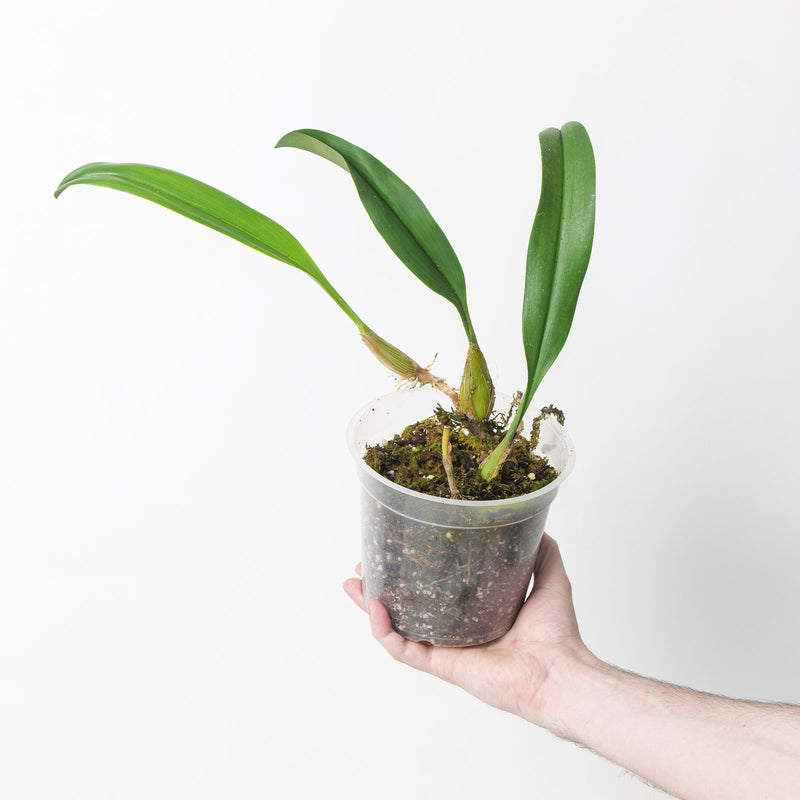 Bulbophyllum lobbii — 15cm