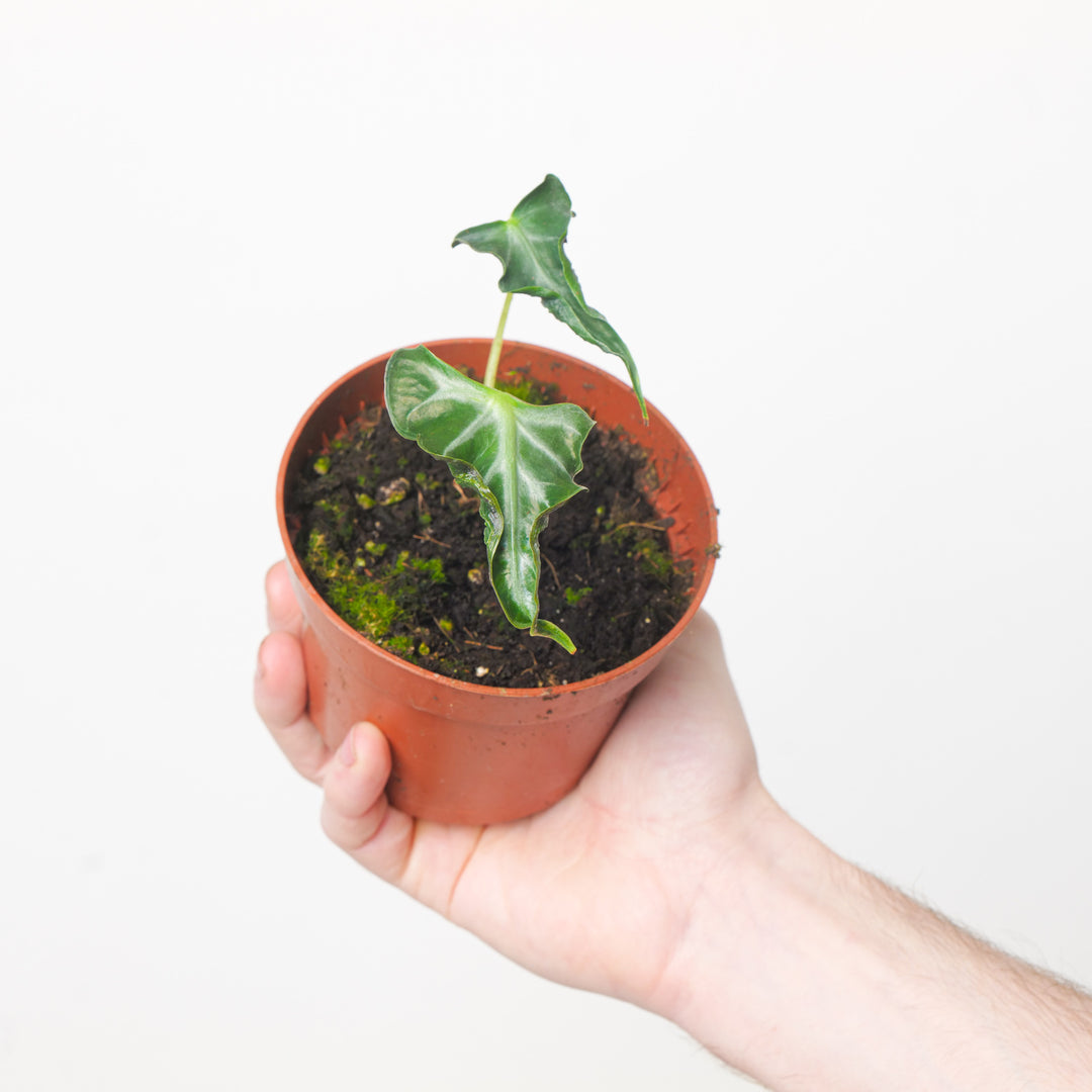 Alocasia 'Loco' 10.5cm Plants GrowTropicals