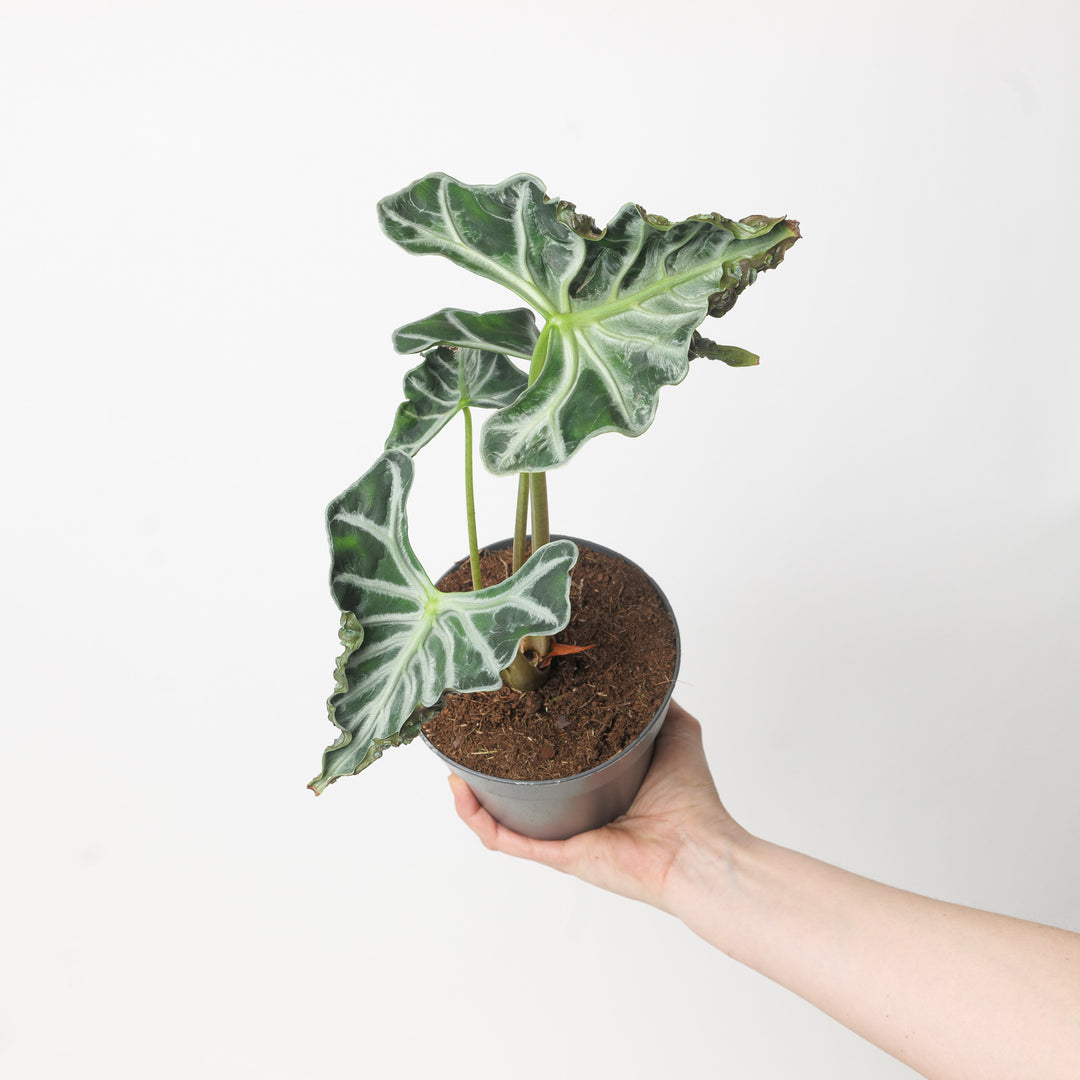 Alocasia 'Loco' 14cm Plants GrowTropicals