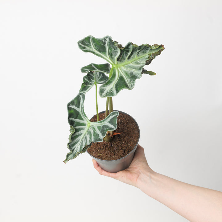 Alocasia 'Loco' 14cm Plants GrowTropicals
