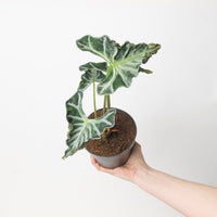 Alocasia 'Loco'