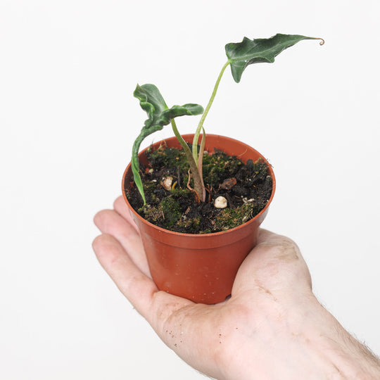 Alocasia 'Loco'