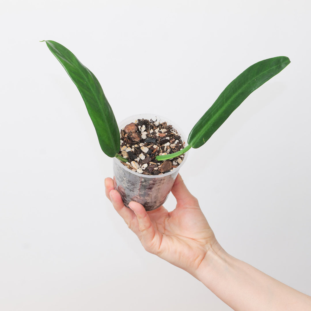 philodendron longifolium Philodendron longilaminatum aff