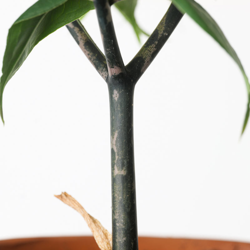 Amorphophallus longituberosus Plants GrowTropicals
