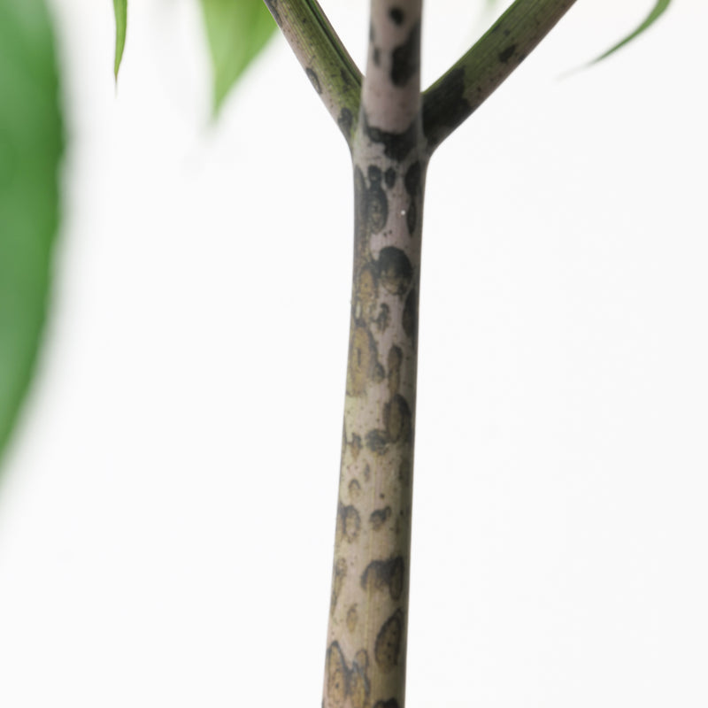 Amorphophallus longituberosus Plants GrowTropicals