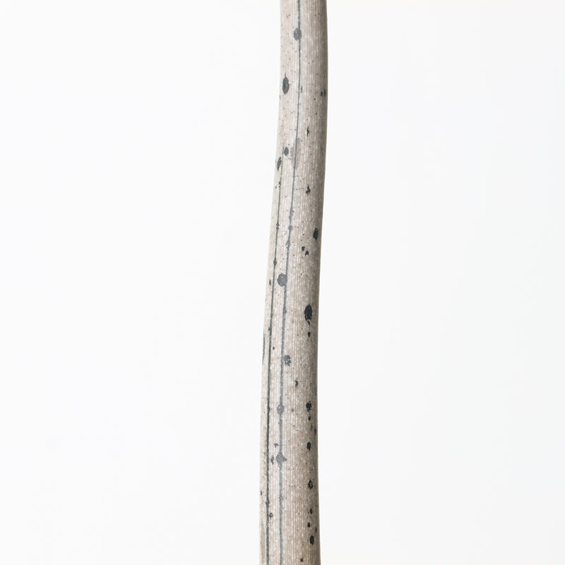 Amorphophallus longituberosus Plants GrowTropicals