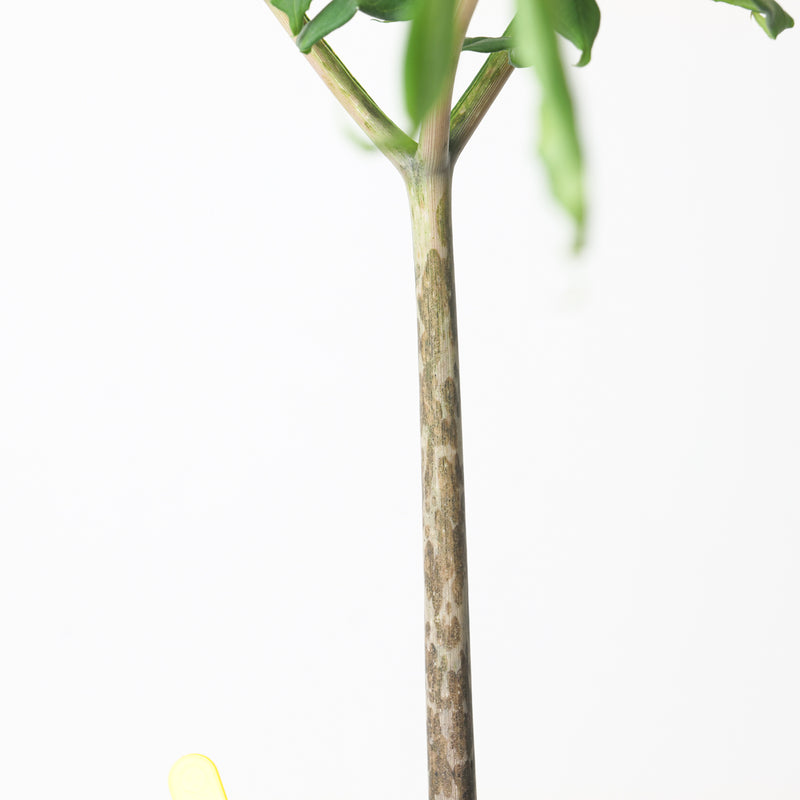 Amorphophallus longituberosus Plants GrowTropicals