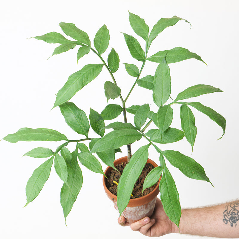 Amorphophallus longituberosus Plants GrowTropicals