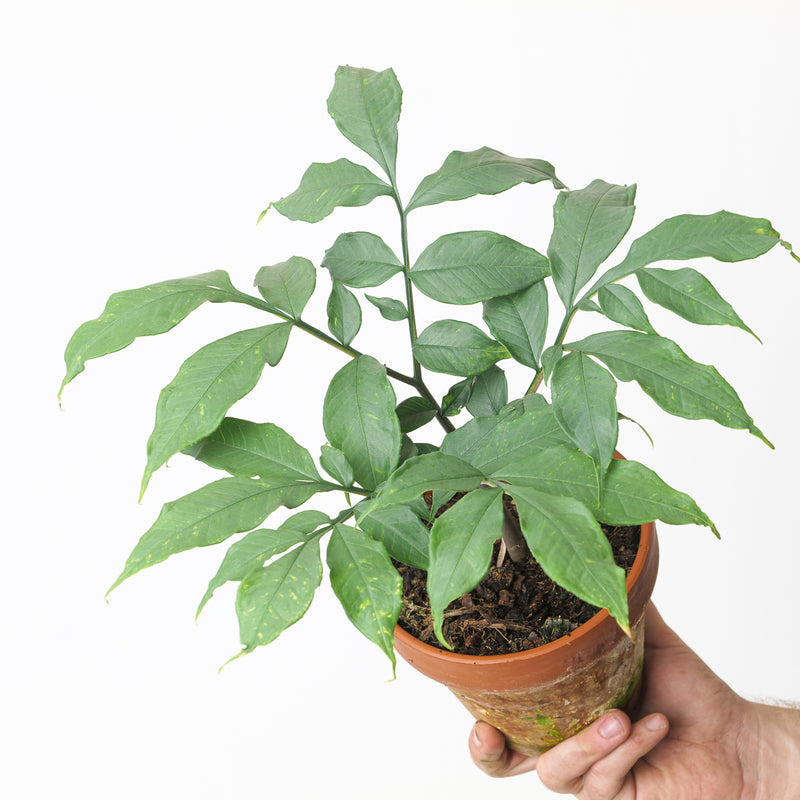 Amorphophallus longituberosus Plants GrowTropicals
