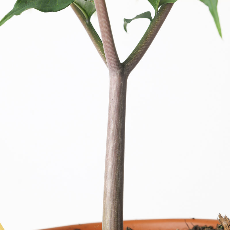Amorphophallus longituberosus Plants GrowTropicals