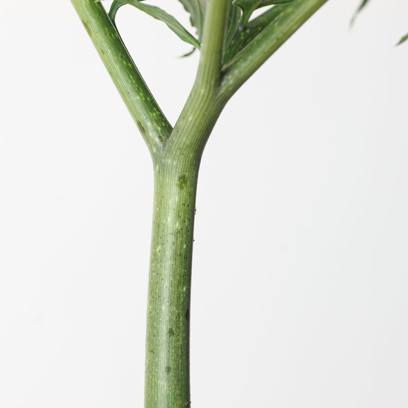 Amorphophallus longituberosus Plants GrowTropicals
