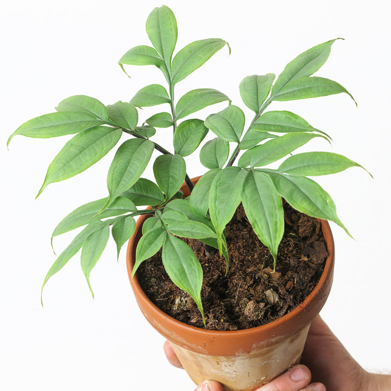 Amorphophallus longituberosus Plants GrowTropicals