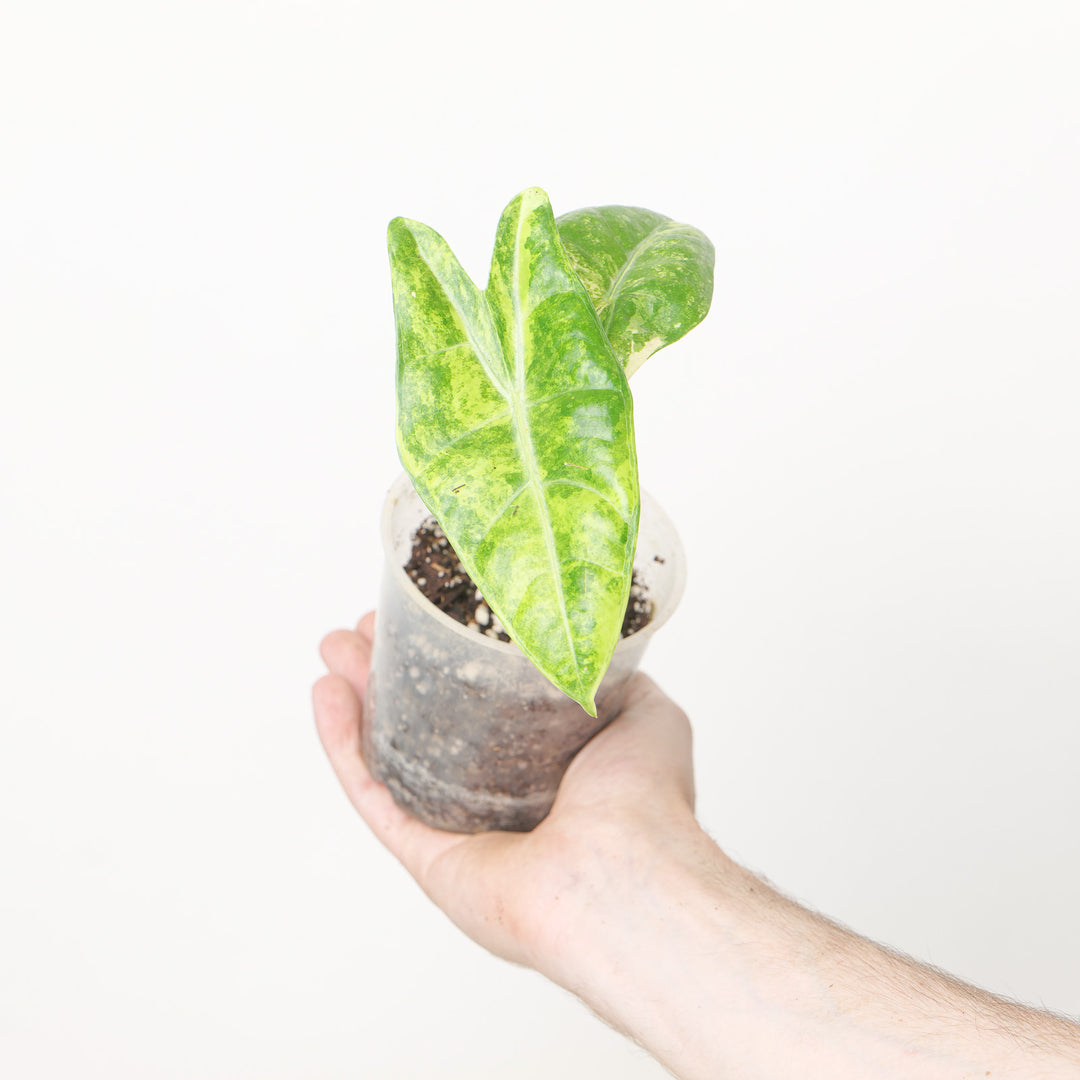 Alocasia Longiloba Aurea