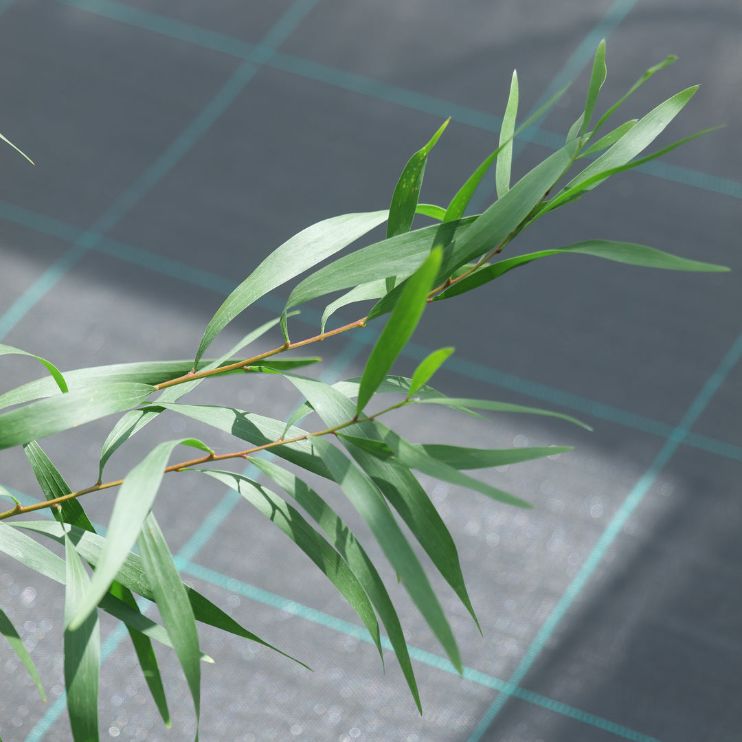 Acacia longifolia