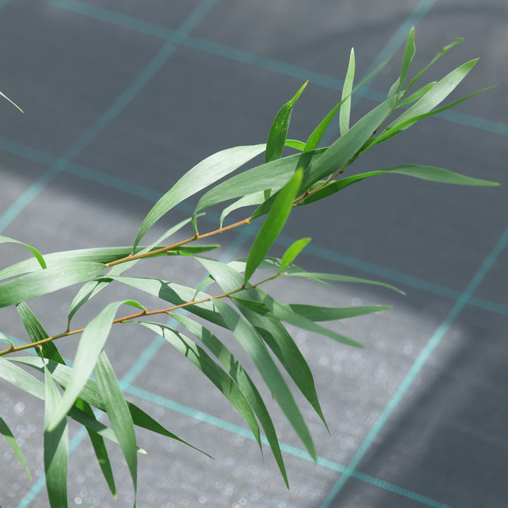 Acacia longifolia