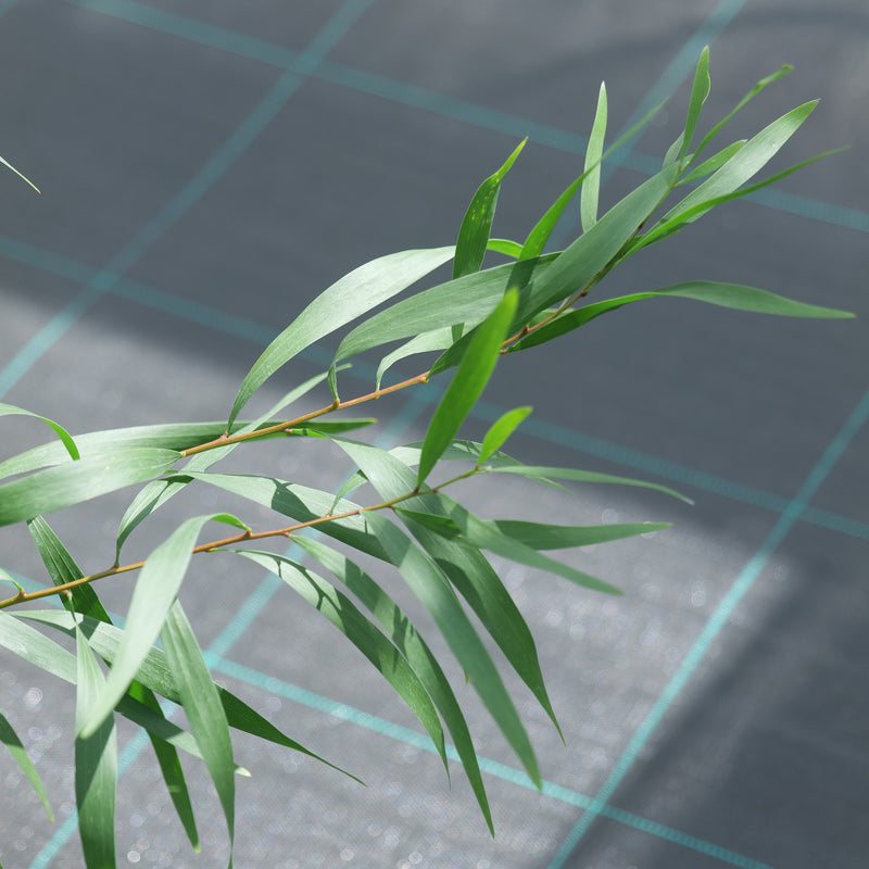 Acacia longifolia Plants - Outdoor GROW TROPICALS