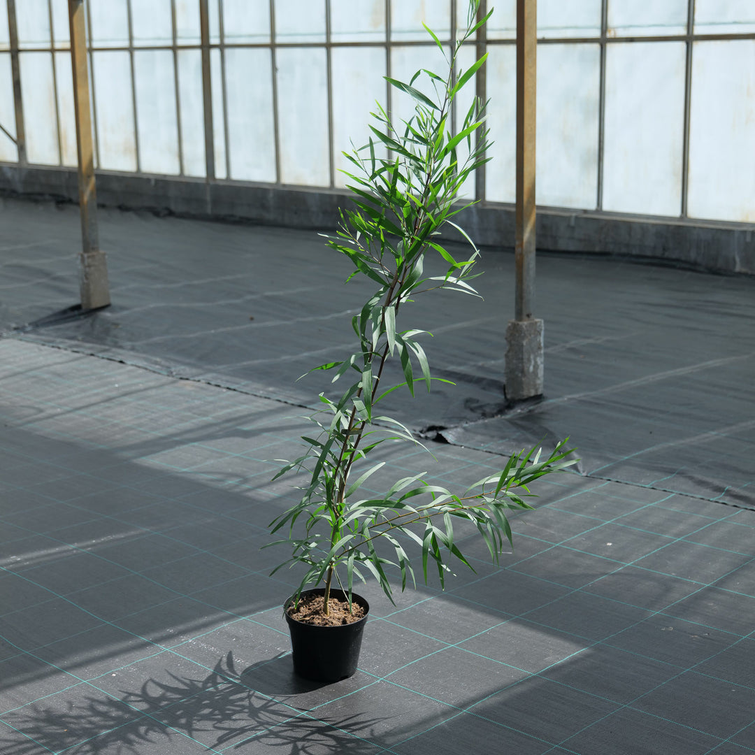 Acacia longifolia