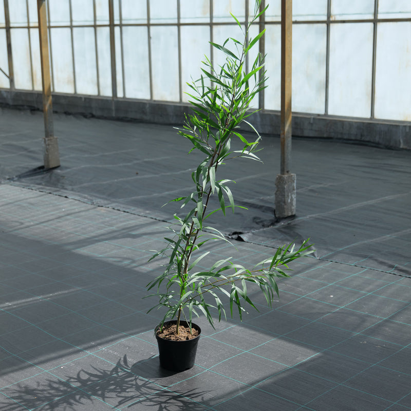 Acacia longifolia — 19cm / 3L (Collection Only)
