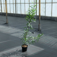 Acacia longifolia