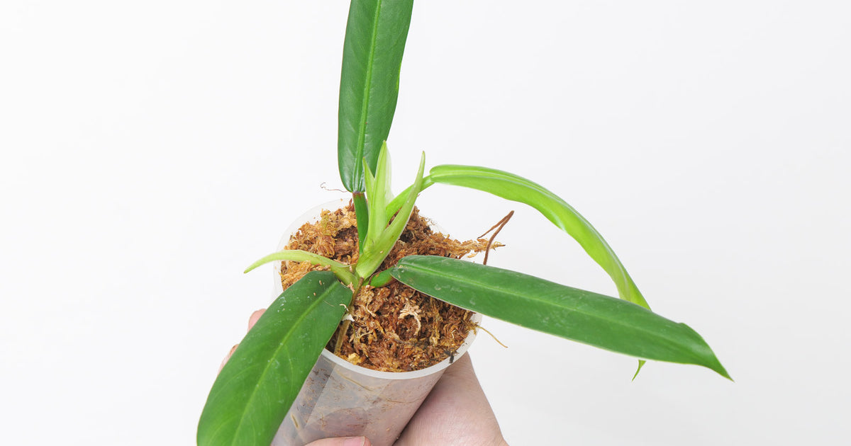 philodendron longilaminatum aff Philodendron longilaminatum aff