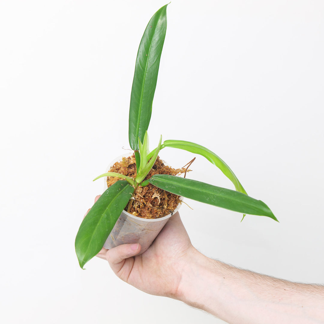 Philodendron longilaminatum aff. 9cm Plants GrowTropicals